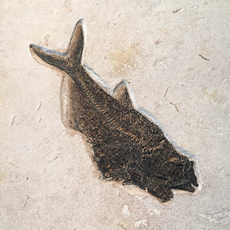 Fish Fossile
