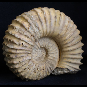 Ammonite